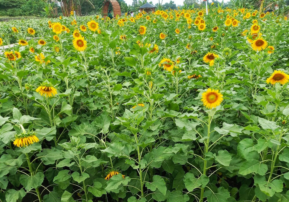 kebun bunga matahari