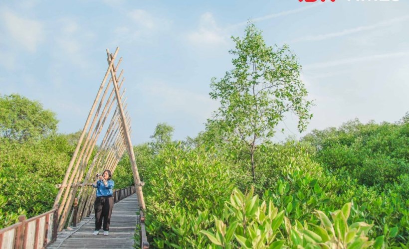 mangrove wonorejo