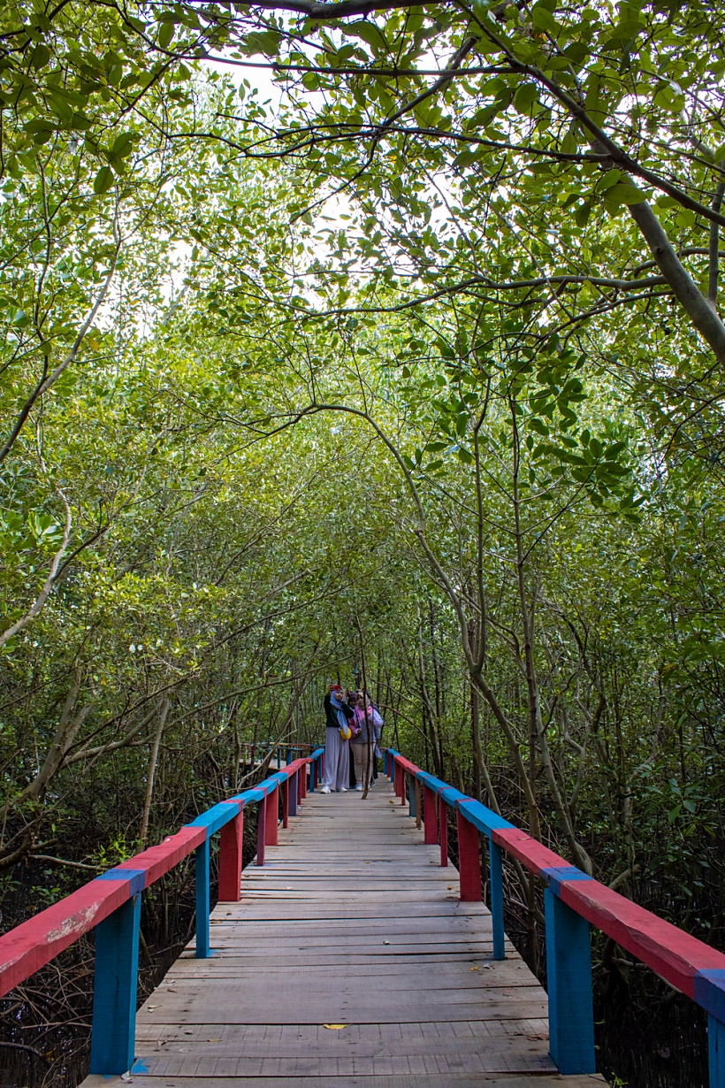 mangrove