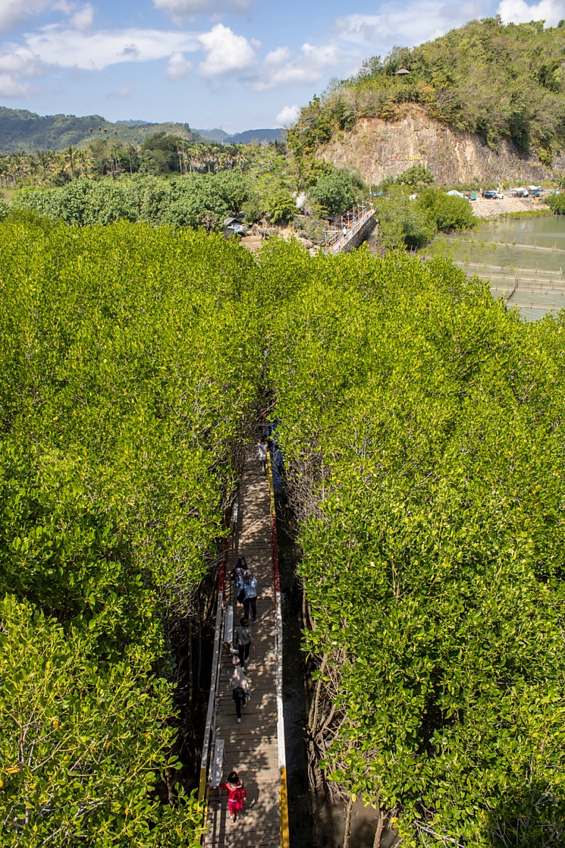 mangrove