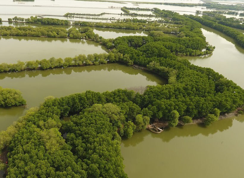 hutan mangrove tapak tugu