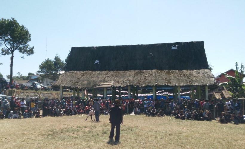 adu domba garut