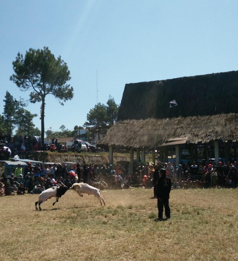 adu domba garut