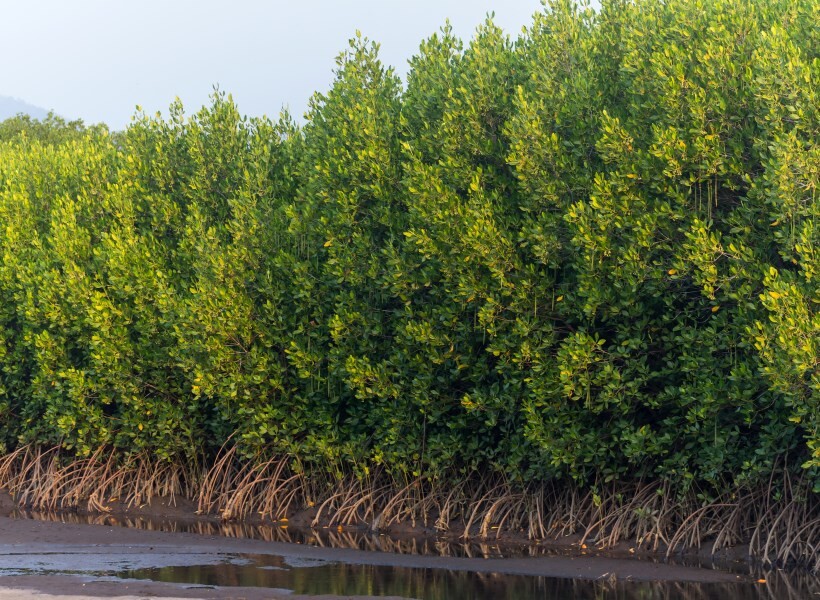 hutan mangrove pantai duta