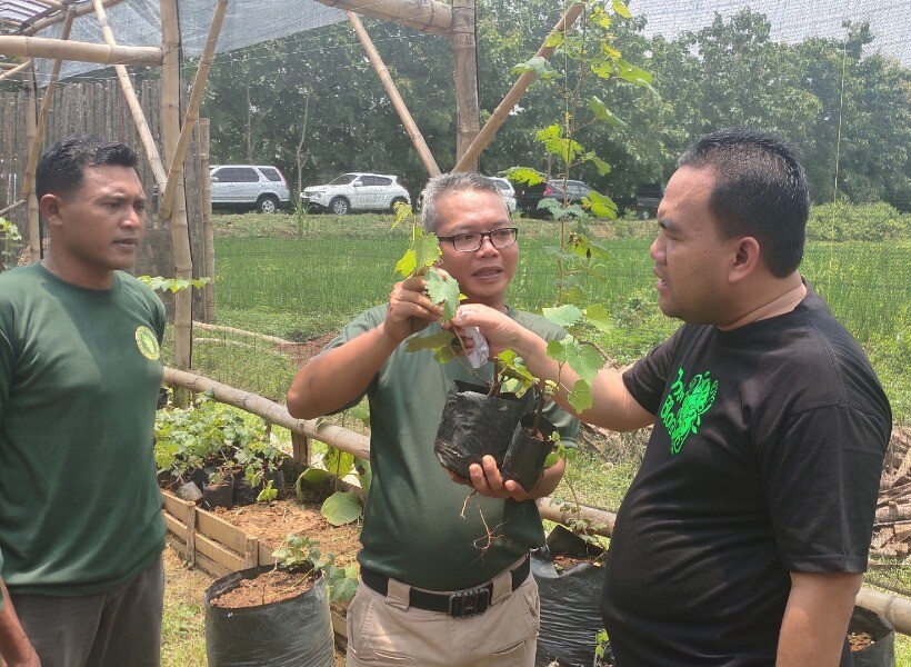 kebun anggur