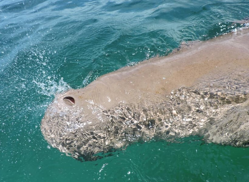 ikan dugong