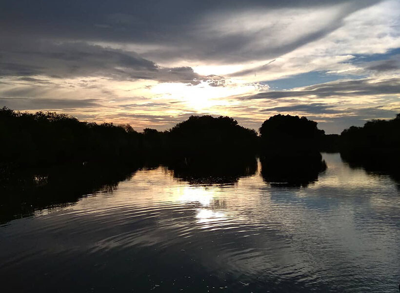 hutan mangrove tapak tugu