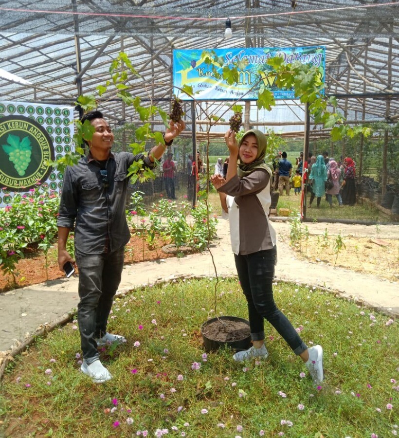 kebun anggur blora